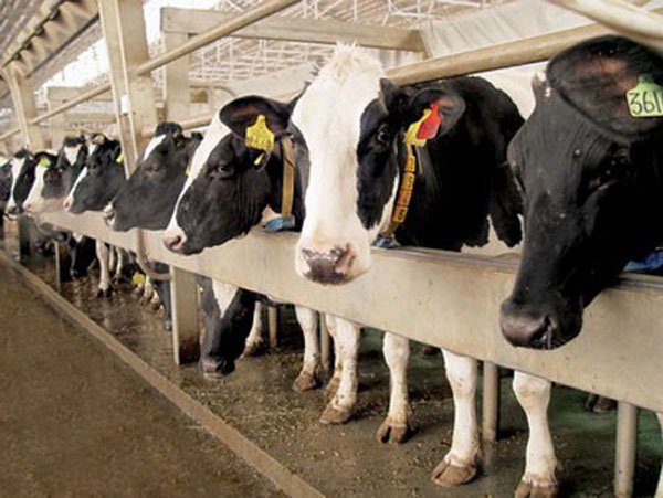 Вьетнамская «TH Group» проинвестирует в молочные фермы в Подмосковье