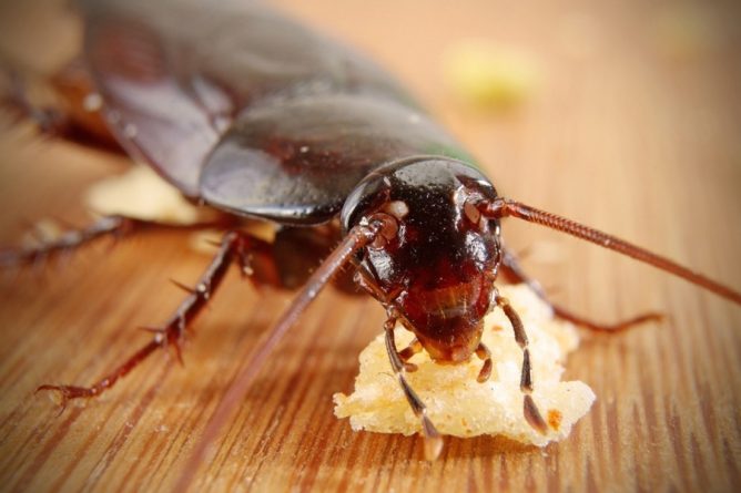 Как избавиться от тараканов быстро, эффективно и безопасно
