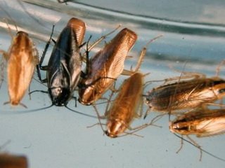 Как вывести тараканов - действенные способы