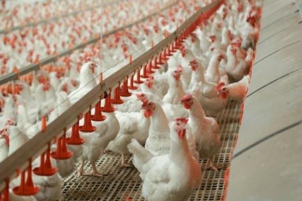 «Серволюкс» рассматривает возможность локализации производства мяса птицы в России