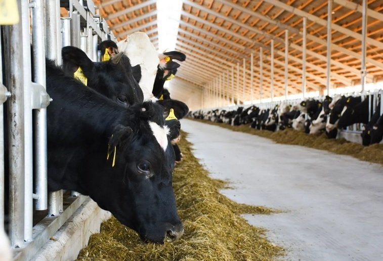 Агрохолдинг Евгения Гинера приобрел 4 тыс га земли в Подмосковье под строительство молочной фермы