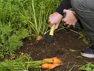 Когда лучше убрать морковь осенью с грядки - нюансы и советы