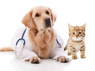 «Свой Доктор»: ветеринарная клиника, которую уважают